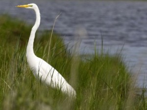 Great Egret The Great Egret is a common bird of the New Jersey Shore, living in estuaries and bays where it has a wide variety of food sources.