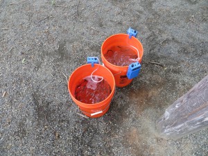 Trout in a Bucket Trout arrive on Release Day in a bucket with students from all different classes. These trout are soon to be released into a health New Jersey stream.